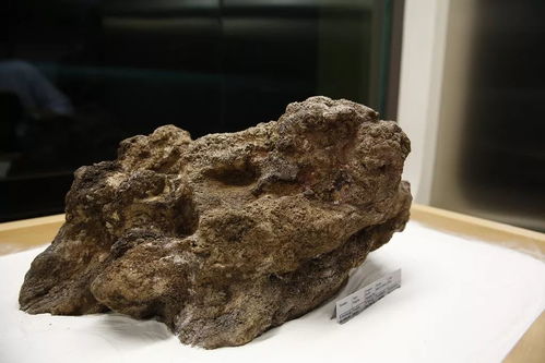 捡石者的意外惊喜 木雕刻品，价值连城的自然馈赠